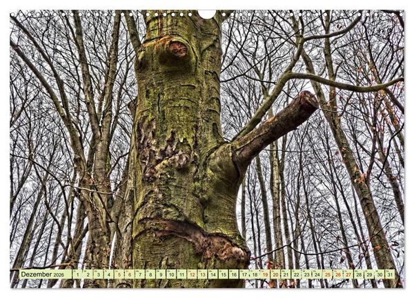 Produktbild: Verwunschene Waldtr&auml;ume: Ein Kalender voller Magie (Wandkalender 2026 DIN A3 quer), CALVENDO Monatskalender
