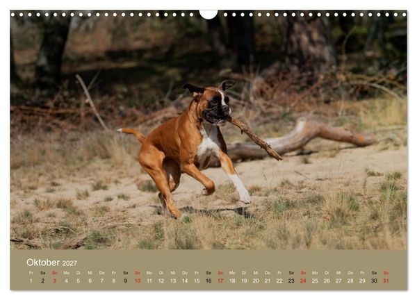 Produktbild: Boxer - charmante Herzensbrecher (Wandkalender 2027 DIN A3 quer), CALVENDO Monatskalender