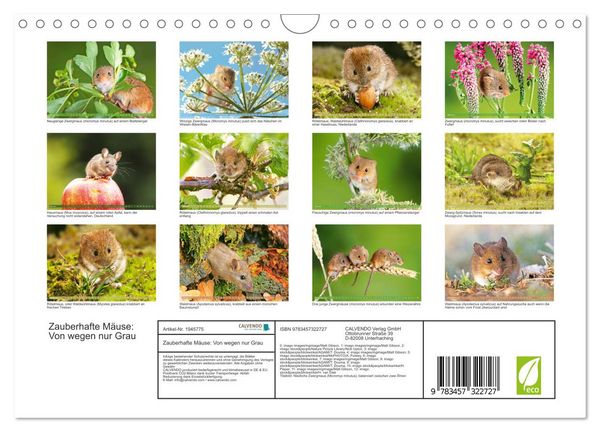Produktbild: Zauberhafte M&auml;use: Von wegen nur Grau (Wandkalender 2026 DIN A4 quer), CALVENDO Monatskalender
