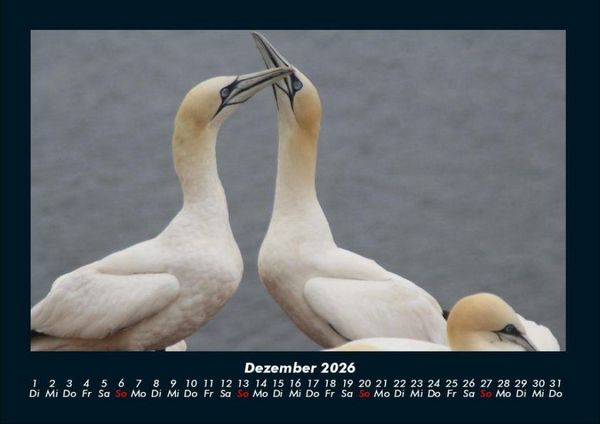 Produktbild: Vogelparadies 2026 Fotokalender DIN A4