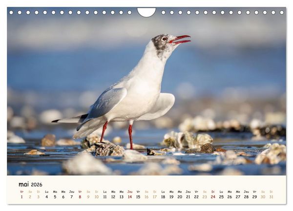Produktbild: Chuchotements d'ailes - Une ann&eacute;e dans l'intimit&eacute; des oiseaux (Calendrier mural 2026 DIN A4 vertical), CALVENDO calendrier mensuel