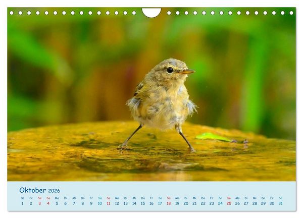 Produktbild: Sommer am Pool - Singv&ouml;gel an der Badestelle (Wandkalender 2026 DIN A4 quer), CALVENDO Monatskalender