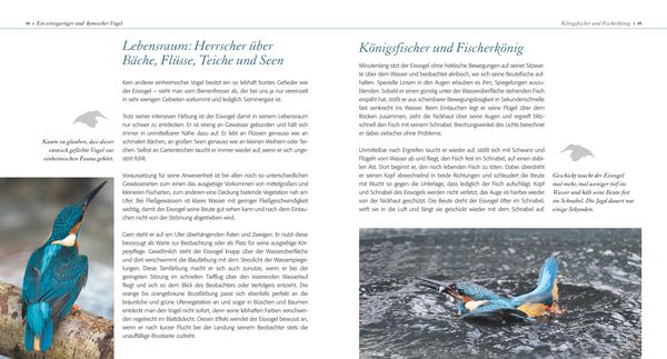 Produktbild: Eisvogel ganz nah