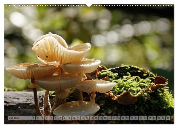 Produktbild: Der Hainich in Th&uuml;ringen - Weltnaturerbe (Wandkalender 2026 DIN A2 quer), CALVENDO Monatskalender