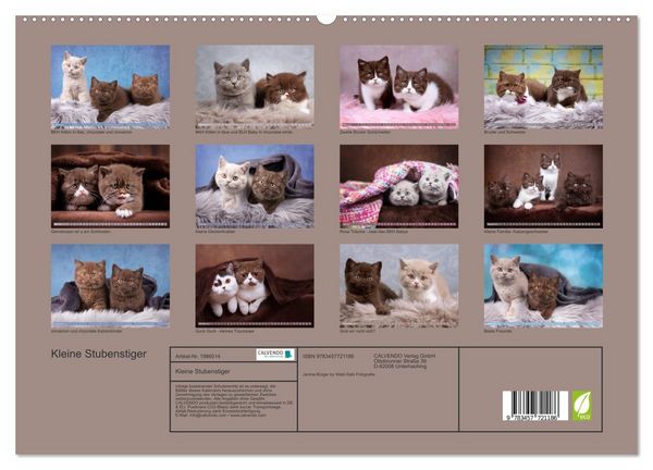 Produktbild: Kleine Stubenstiger (hochwertiger Premium Wandkalender 2026 DIN A2 quer), Kunstdruck in Hochglanz