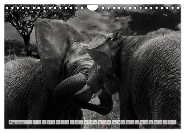 Produktbild: Wilde Tiere in schwarz-wei&szlig; (Wandkalender 2026 DIN A4 quer), CALVENDO Monatskalender