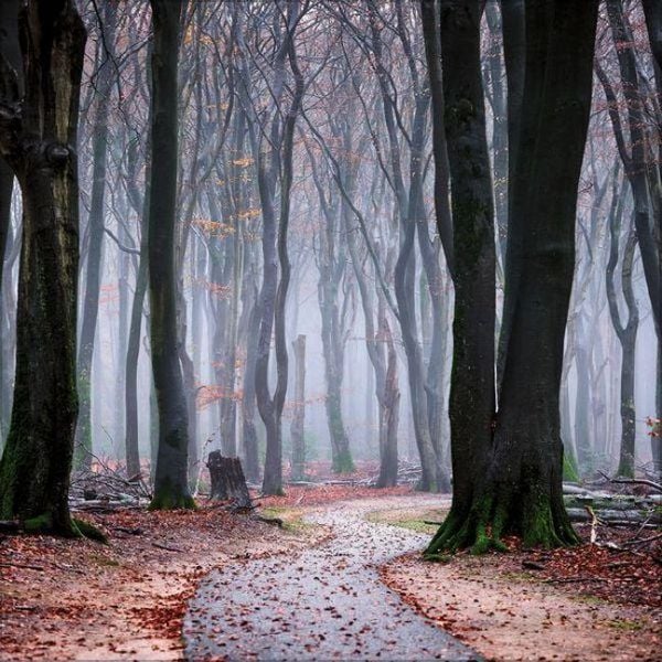 Produktbild: Magische W&auml;lder 2027