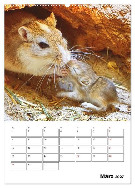 Produktbild: Mongolische Rennm&auml;use (Wandkalender 2027 DIN A2 hoch), CALVENDO Monatskalender