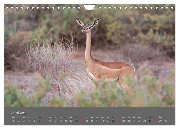 Produktbild: Ich tr&auml;umte von Afrika (Wandkalender 2026 DIN A4 quer), CALVENDO Monatskalender
