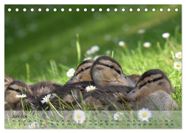 Produktbild: G&auml;nse und Enten. Schnattern, watscheln, quaken! (Tischkalender 2026 DIN A5 quer), CALVENDO Monatskalender