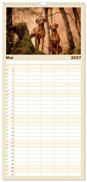 Produktbild: Familienplaner 2027 - Rhodesian Ridgeback - Herzen auf vier Pfoten mit 5 Spalten (Wandkalender, 21 x 45 cm) CALVENDO