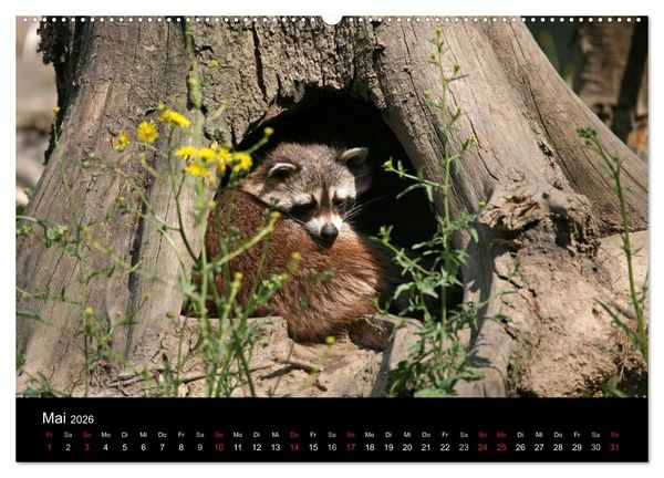 Produktbild: Waschb&auml;ren (hochwertiger Premium Wandkalender 2026 DIN A2 quer), Kunstdruck in Hochglanz