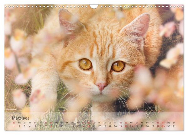 Produktbild: Katzen 2026 Bezaubernde Samtpfoten (Wandkalender 2026 DIN A3 quer), CALVENDO Monatskalender