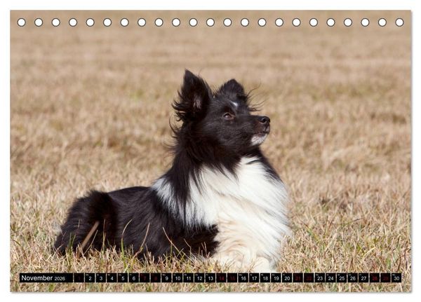 Produktbild: Shetland Sheepdogs - Kleine Charmeure (Tischkalender 2026 DIN A5 quer), CALVENDO Monatskalender