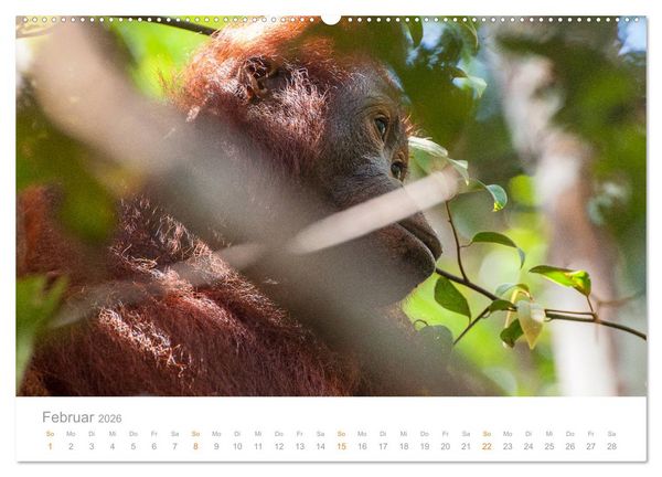 Produktbild: Orang-Utans Menschenaffen auf Borneo (hochwertiger Premium Wandkalender 2026 DIN A2 quer), Kunstdruck in Hochglanz