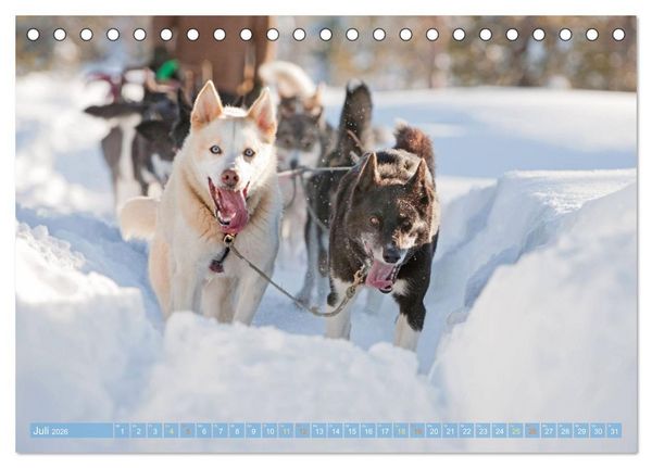 Produktbild: Schlittenhunderennen: Rasantes Schneetreiben (Tischkalender 2026 DIN A5 quer), CALVENDO Monatskalender