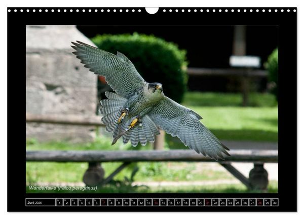 Produktbild: Falken im Flug und im Portr&auml;t (Wandkalender 2026 DIN A3 quer), CALVENDO Monatskalender
