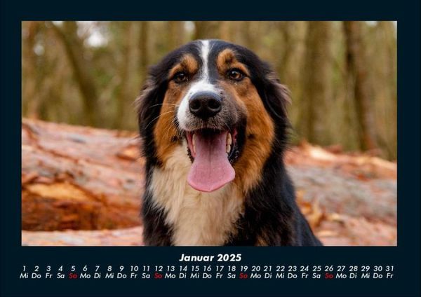 Produktbild: Hundezauber 2025 Fotokalender DIN A4