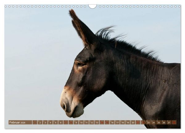Produktbild: Esel - Sixtus Loreley (Wandkalender 2026 DIN A3 quer), CALVENDO Monatskalender