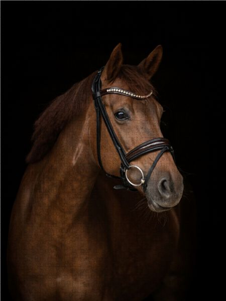 Produktbild: CALVENDO Puzzle Oldenburger Warmblut 1000 Teile Lege-Gr&ouml;&szlig;e 48 x 64 cm Foto-Puzzle Bild von Paula M&uuml;ller