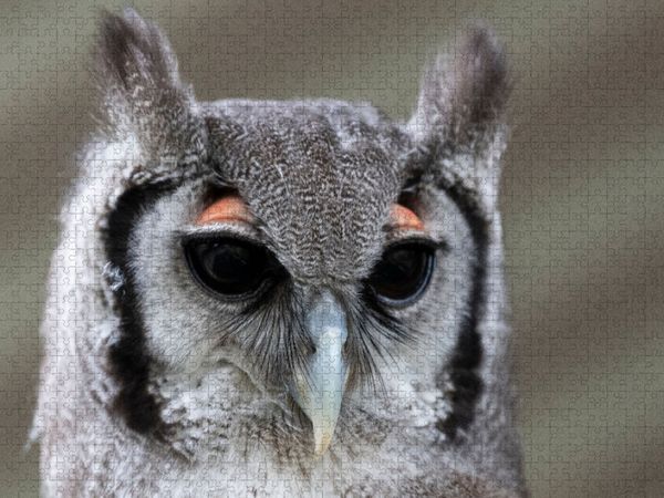 Produktbild: CALVENDO Puzzle Ein Motiv aus dem Kalender Greifv&ouml;gel und Eulen | 1000 Teile Lege-Gr&ouml;&szlig;e 64x48cm Foto-Puzzle f&uuml;r gl&uuml;ckliche Stunden