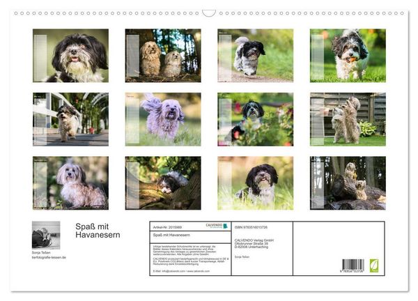 Produktbild: Spa&szlig; mit Havanesern (Wandkalender 2026 DIN A2 quer), CALVENDO Monatskalender
