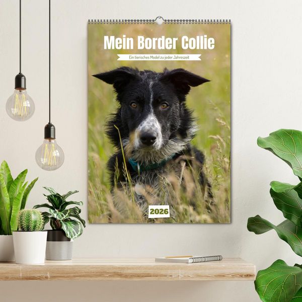 Produktbild: Mein Border Collie (Wandkalender 2026 DIN A2 hoch), CALVENDO Monatskalender