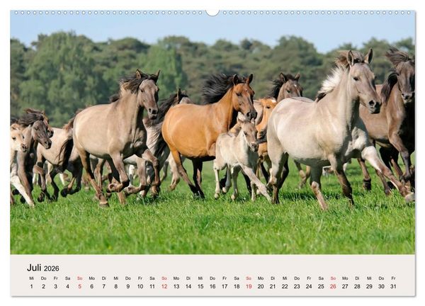 Produktbild: D&uuml;lmener Wildpferde (Wandkalender 2026 DIN A2 quer), CALVENDO Monatskalender