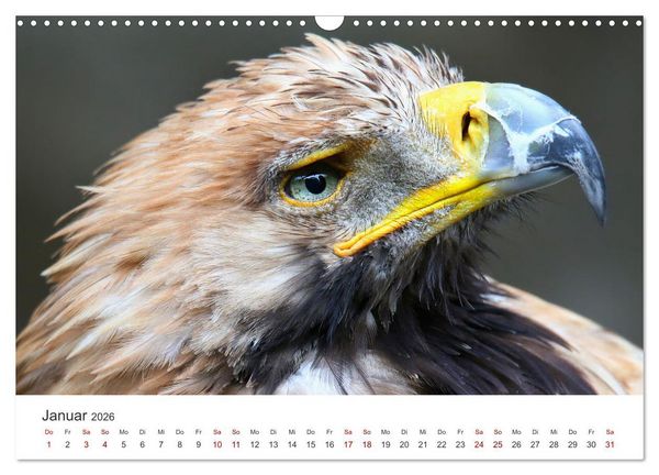 Produktbild: GREIFVOGEL- UND EULENPORTR&Auml;TS (Wandkalender 2026 DIN A3 quer), CALVENDO Monatskalender