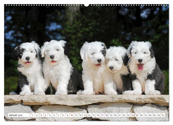 Produktbild: In der Kinderstube bei Familie Bobtail (Wandkalender 2026 DIN A2 quer), CALVENDO Monatskalender