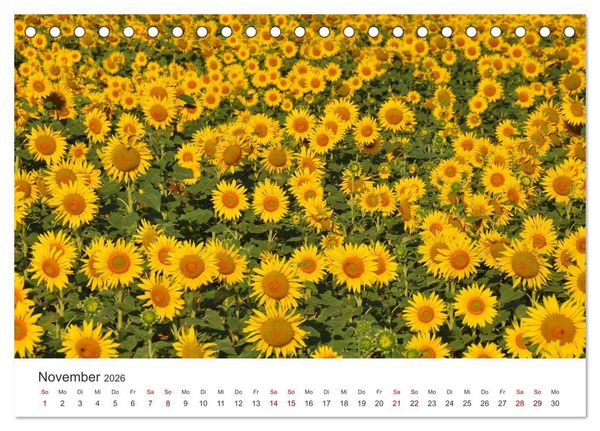 Produktbild: Sonnenblumen - Erstrahlen im freundlichen Gelb. (Tischkalender 2026 DIN A5 quer), CALVENDO Monatskalender