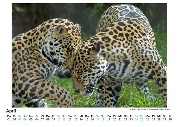 Produktbild: Jaguar