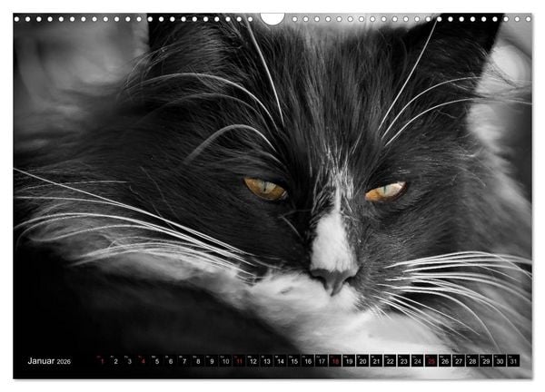 Produktbild: KATZEN Beautys (Wandkalender 2026 DIN A3 quer), CALVENDO Monatskalender