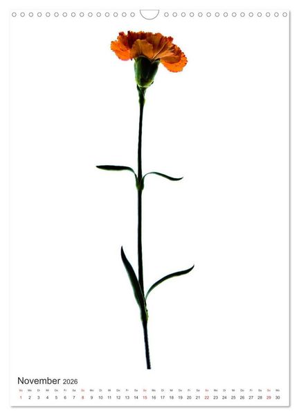Produktbild: Blumen pur (Wandkalender 2026 DIN A3 hoch), CALVENDO Monatskalender