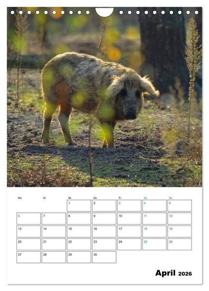 Produktbild: Schweine 2026 (Wandkalender 2026 DIN A4 hoch), CALVENDO Monatskalender
