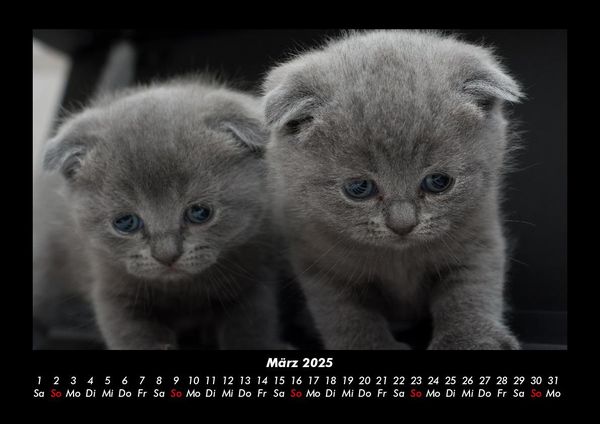 Produktbild: F&uuml;r Katzenfreunde 2025 Fotokalender DIN A3