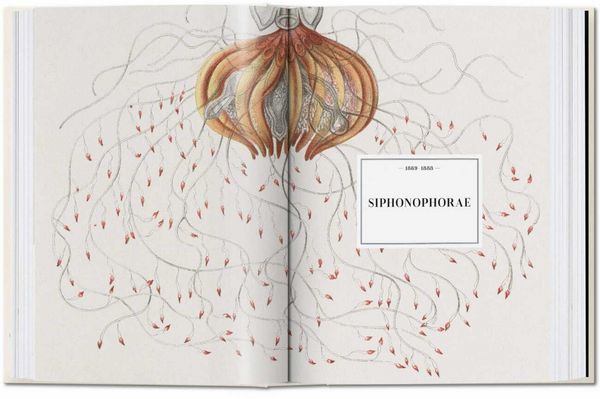Produktbild: The Art and Science of Ernst Haeckel