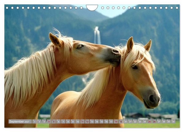 Produktbild: Alpent&auml;ler und Haflinger Pferde (Wandkalender 2027 DIN A4 quer), CALVENDO Monatskalender
