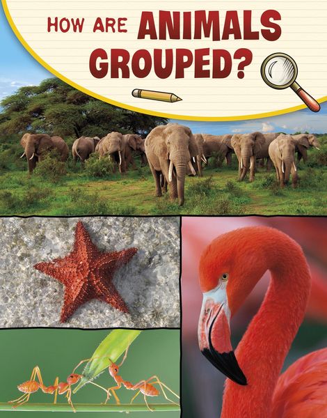 Produktbild: How Are Animals Grouped?