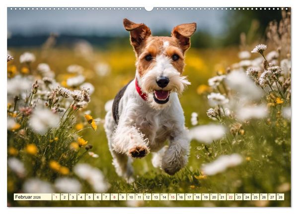 Produktbild: Drahthaar-Foxterrier (Wandkalender 2026 DIN A2 quer), CALVENDO Monatskalender