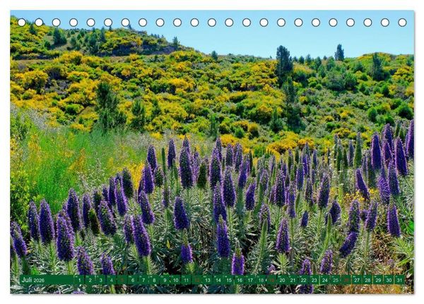 Produktbild: Madeiras Bl&uuml;tenzauber (Tischkalender 2026 DIN A5 quer), CALVENDO Monatskalender