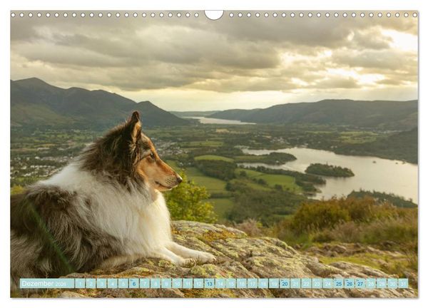 Produktbild: Highland-Collies - Auf vier Pfoten durch Schottland und Irland (Wandkalender 2026 DIN A3 quer), CALVENDO Monatskalender