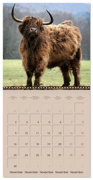 Produktbild: Highland Cows (Wall Calendar 2026 12 &times; 12 Inch) CALVENDO 12 Month Wall Calendar