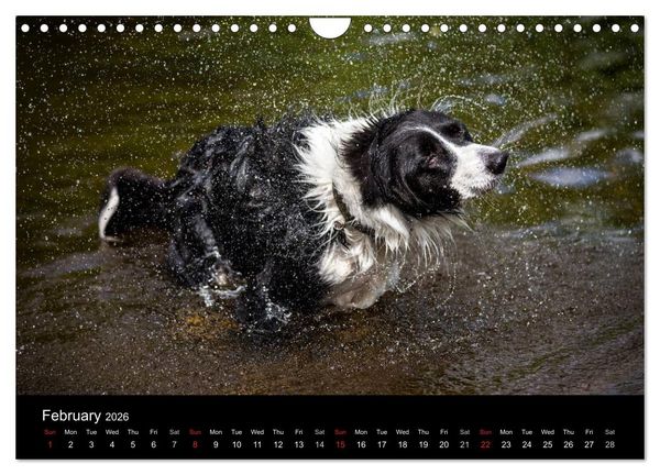 Produktbild: Beauty of a Border Collie (Wall Calendar 2026 DIN A4 landscape), CALVENDO 12 Month Wall Calendar
