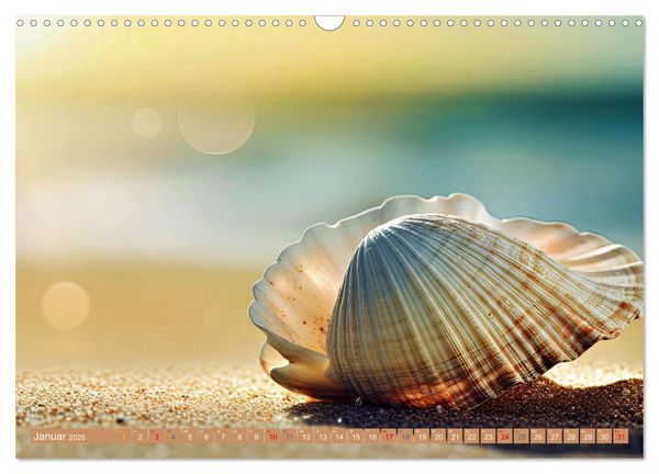 Produktbild: Faszination Muscheln (Wandkalender 2026 DIN A3 quer), CALVENDO Monatskalender