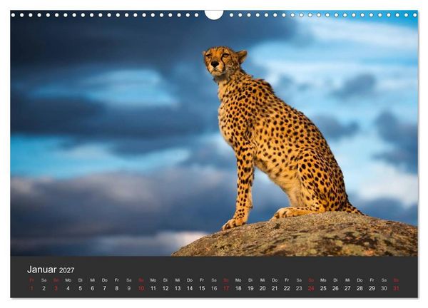 Produktbild: Geparden. Die eleganten Katzen. (Wandkalender 2027 DIN A3 quer), CALVENDO Monatskalender