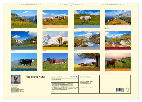 Produktbild: Friedliche K&uuml;he (Wandkalender 2026 DIN A2 quer), CALVENDO Monatskalender