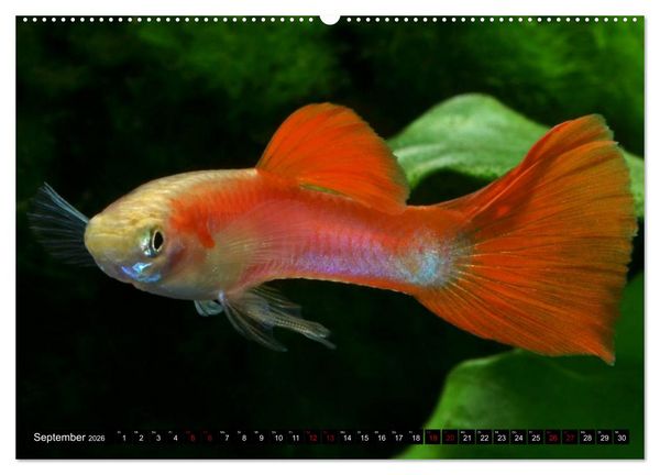 Produktbild: Beliebte Fische der Welt (Wandkalender 2026 DIN A2 quer), CALVENDO Monatskalender