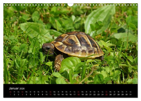 Produktbild: Die Welt der Haustiere (Wandkalender 2026 DIN A3 quer), CALVENDO Monatskalender