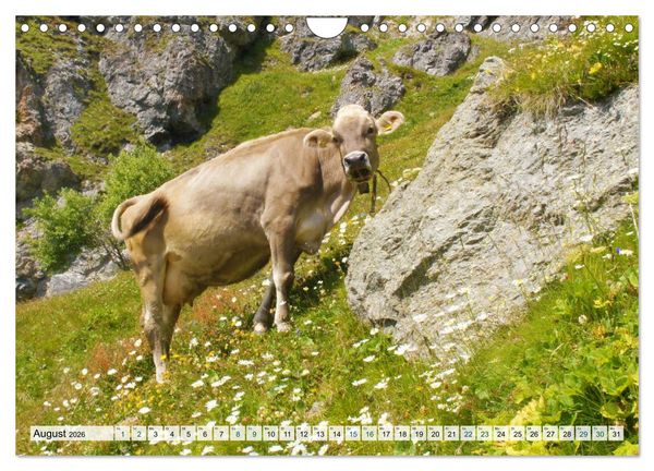 Produktbild: K&uuml;he im Einklang mit der Natur (Wandkalender 2026 DIN A4 quer), CALVENDO Monatskalender